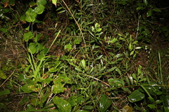 Acacia longifolia sophorae