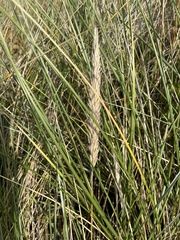 Ammophila arenaria