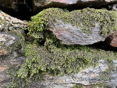 Porella platyphylla