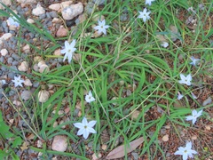 Ipheion
