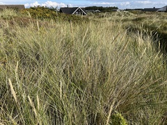 Ammophila arenaria