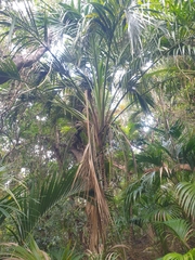 Howea belmoreana