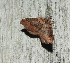 Austrocidaria parora