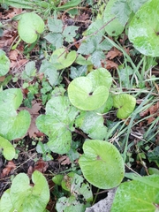 Petasites pyrenaicus