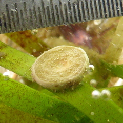 Marginopora vertebralis