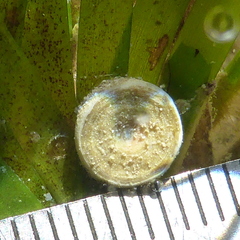 Marginopora vertebralis