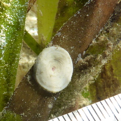 Marginopora vertebralis