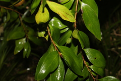Persoonia levis
