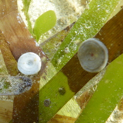 Marginopora vertebralis