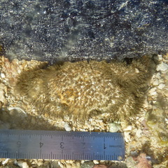 Pilumnus vespertilio