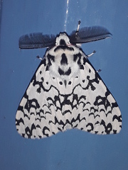 Lymantria concolor