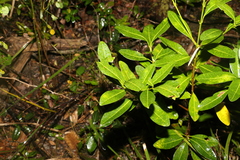 Notelaea