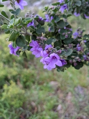 Prostanthera rotundifolia