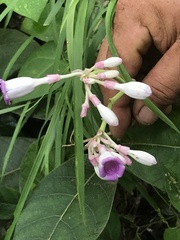 Amalocalyx microlobus