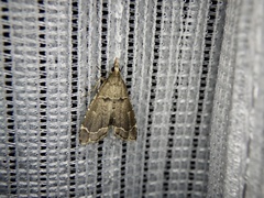 Diplopseustis perieresalis
