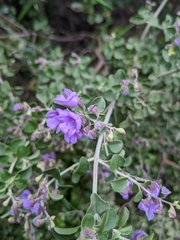 Prostanthera rotundifolia