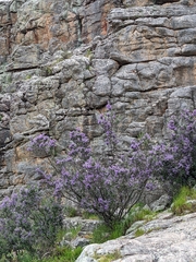 Prostanthera rotundifolia
