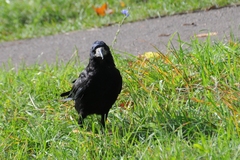 Corvus frugilegus