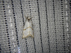 Pseudargyria interruptella