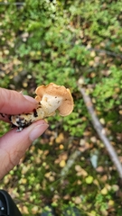 Hydnum rufescens