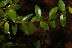 Wikstroemia indica