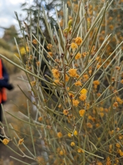 Acacia rigens