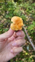 Hydnum rufescens