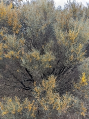Acacia rigens