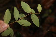 Wikstroemia indica