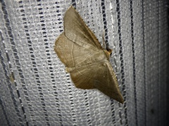 Plesiomorpha flaviceps