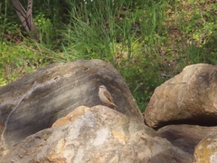 Climacteris picumnus