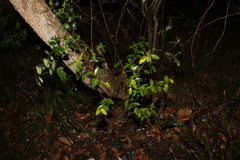Wikstroemia indica