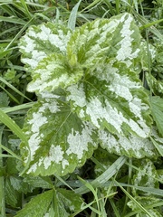 Lamium galeobdolon argentatum