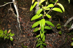 Rhodomyrtus psidioides