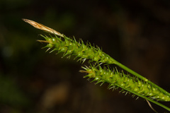 Carex brevicuspis