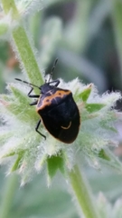 Cosmopepla conspicillaris