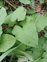Fallopia convolvulus
