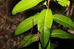 Rhodomyrtus psidioides