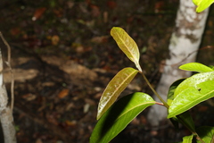 Rhodomyrtus psidioides