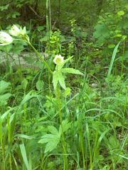Astrantia major major