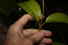 Rhodomyrtus psidioides