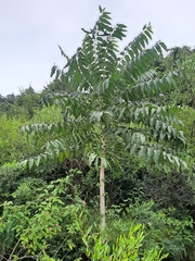 Ailanthus excelsa