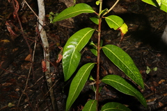 Rhodomyrtus psidioides