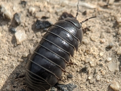 Armadillidium vulgare
