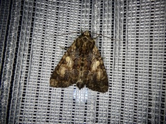Apamea commixta