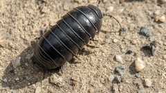 Armadillidium vulgare