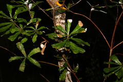Banksia integrifolia