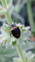 Cosmopepla conspicillaris