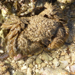 Pilumnus vespertilio