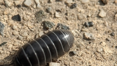 Armadillidium vulgare